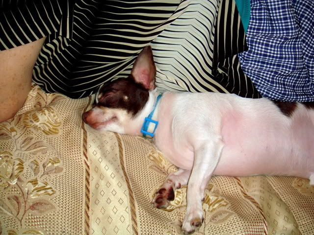 CookieSleeping.jpg