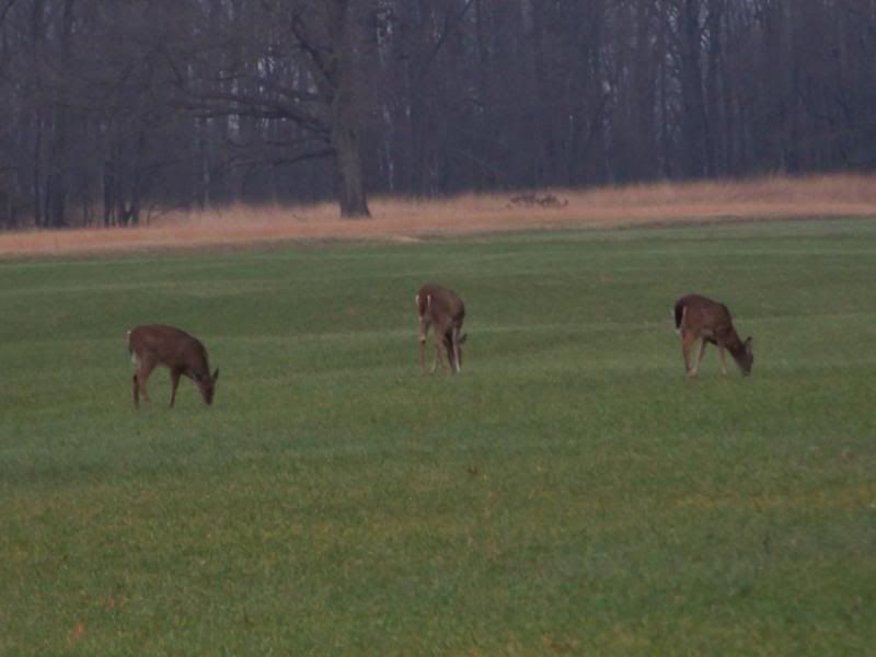 Few Pics From Ballard WMA Kentucky Hunting