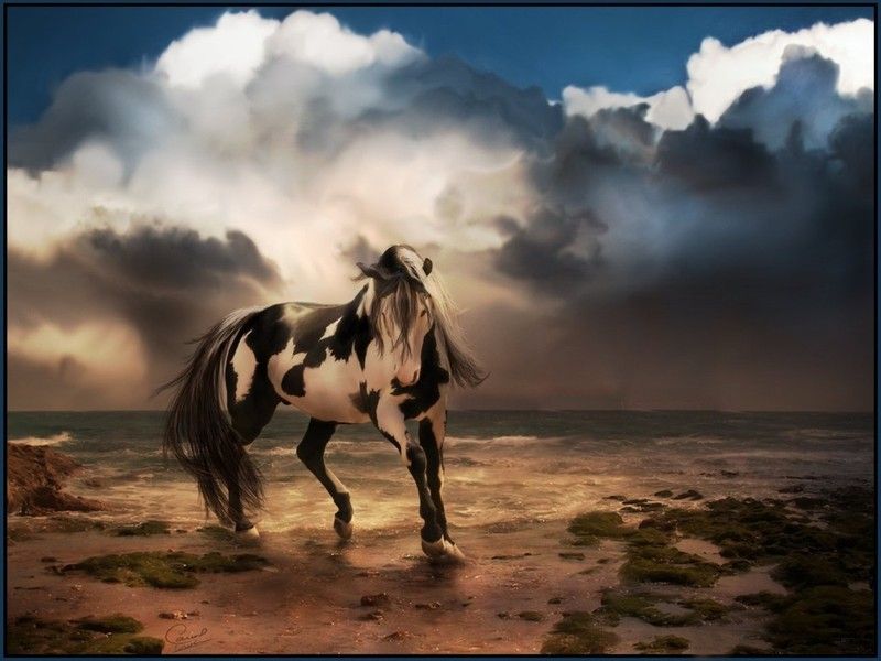 Wild-Horse-Free-Desktop-Background-4.jpg