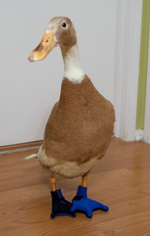 Duck Shoes NOW AVAILABLE for sale!