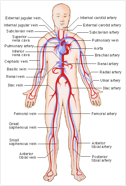 circulatory system. Circulatory System