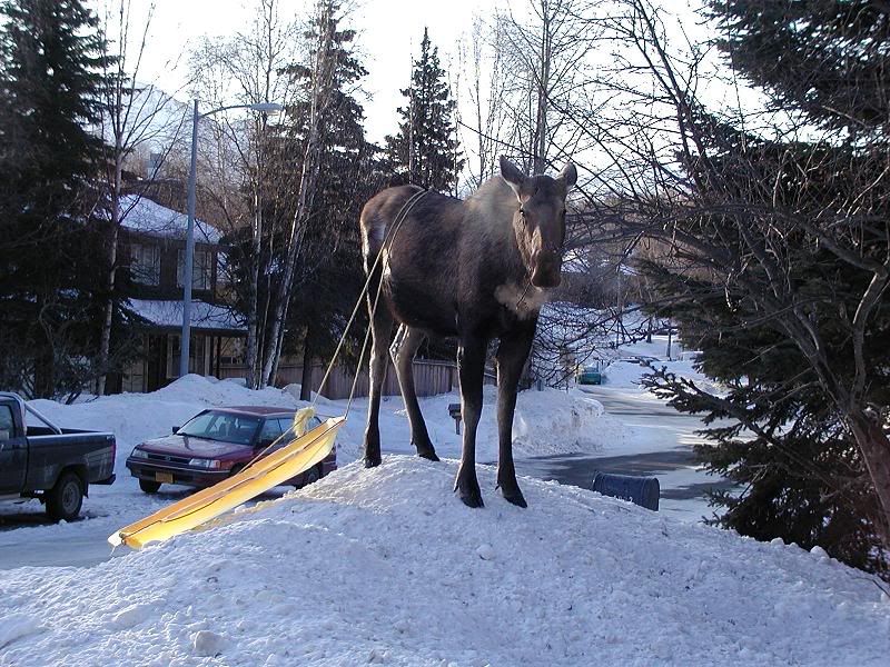 moose_sled.jpg