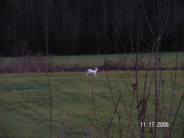 whitedoe0015.jpg