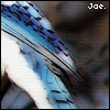 ●● JaeFeathered. Avatar
