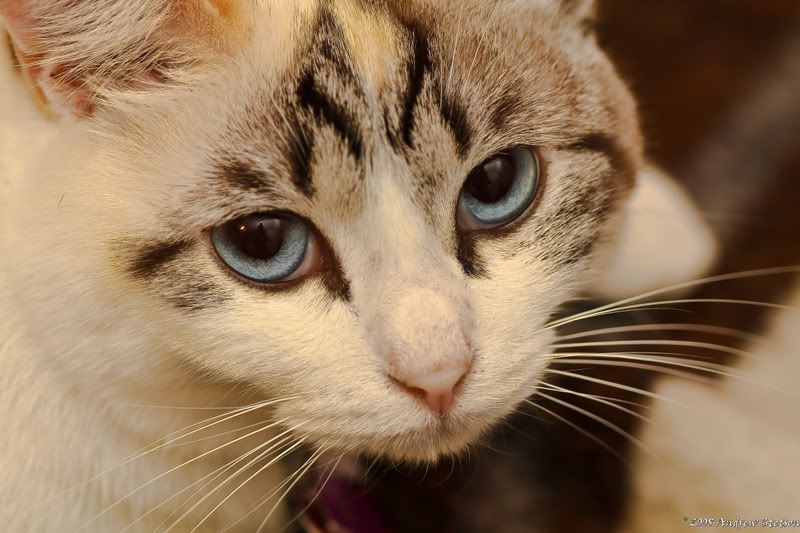 IMAGE: http://i26.photobucket.com/albums/c104/Wires2k2/IMG_2226.jpg