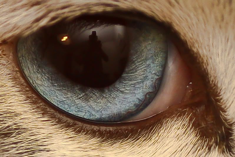 IMAGE: http://i26.photobucket.com/albums/c104/Wires2k2/IMG_2226crop.jpg