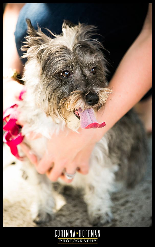 corinna hoffman photography - john gorrie dog park jacksonville pet photographer photo corinnahoffmanphotography-johngorriedogpark_028_zps2adad20d.jpg