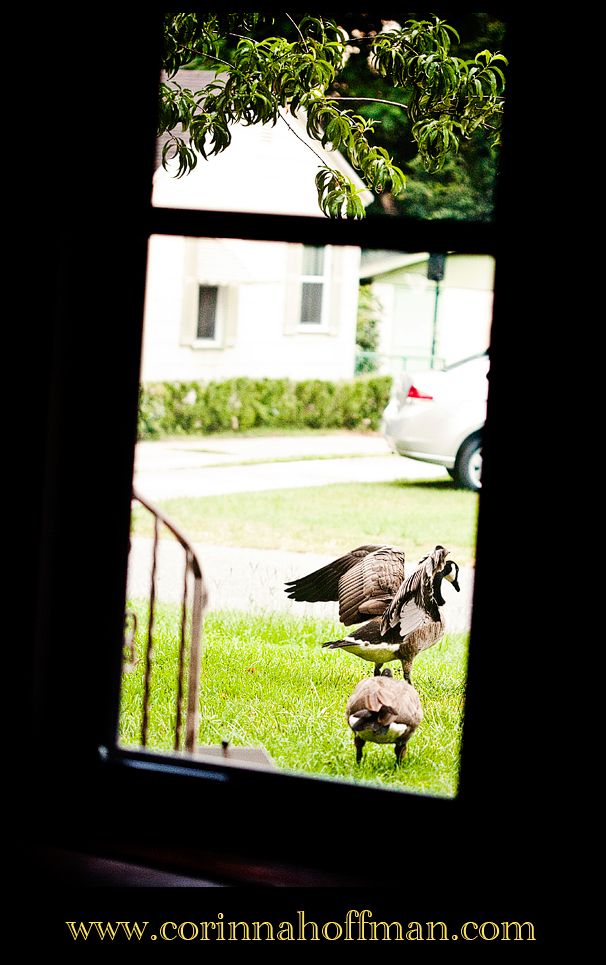 geese,jacksonville fl photographer,duck,personal