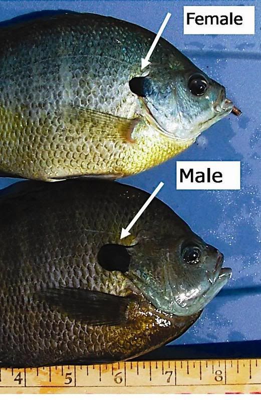 What is the difference between a bluegill and a sunfish?