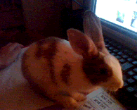 Image hosted by Photobucket.com