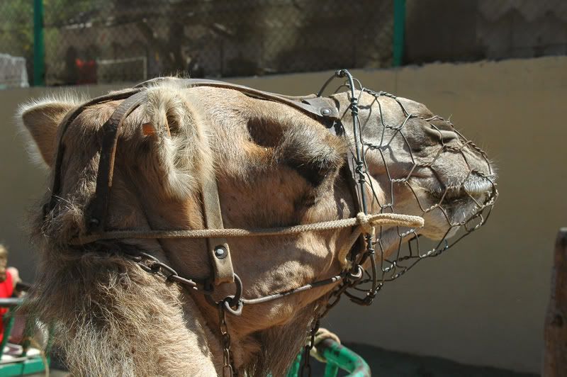 GranCanaria037.jpg