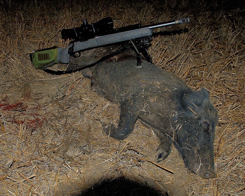 .243%20pigs%207-23-16%205_zpsovw1ulxx.jpg