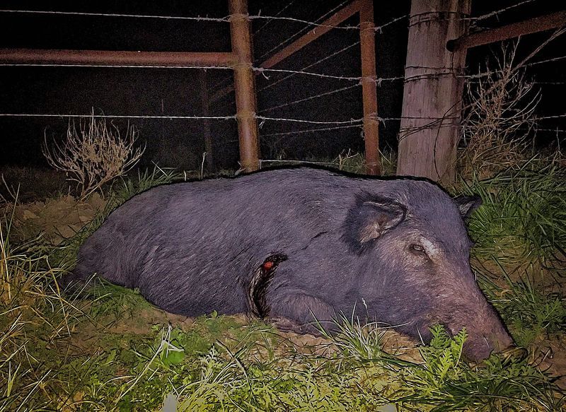 223%20pigs%20and%20cookout%203-17%2010_zpse6slzmj8.jpg