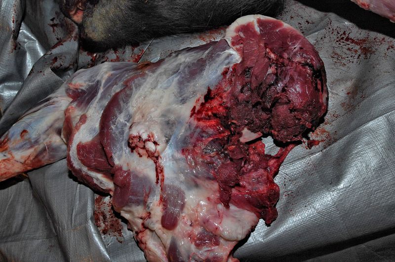 430%20SJS%20Hog%2010-29-15%209_zps0ttmgm0b.jpg