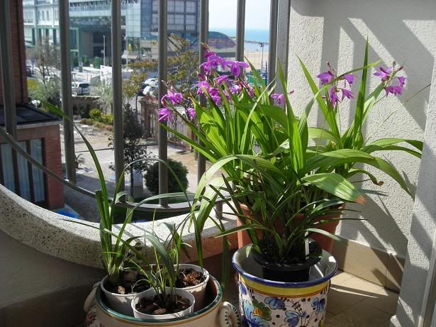 Bletilla20071.jpg