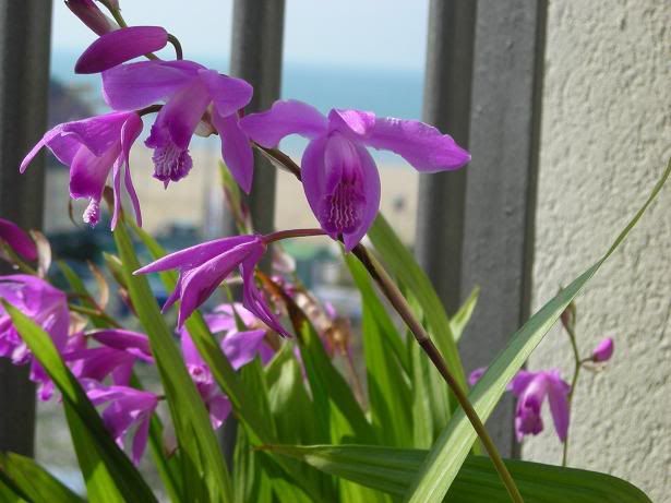 Bletilla20073.jpg