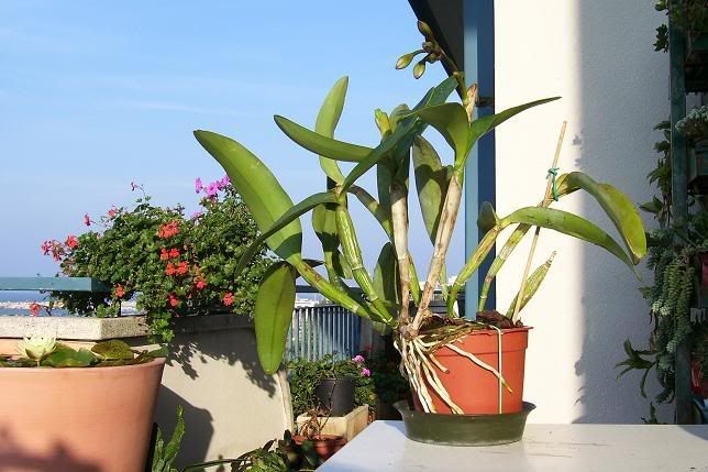 Cattleya12006-1.jpg