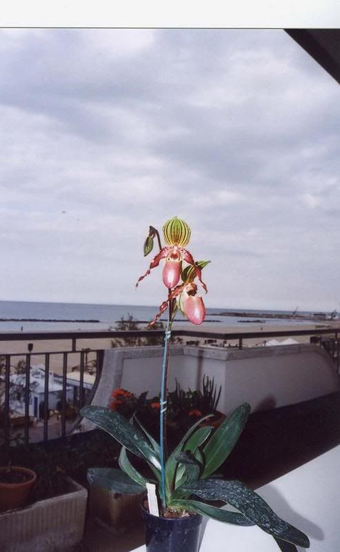 PaphGlaucophyllumxChamberlainianumx.jpg