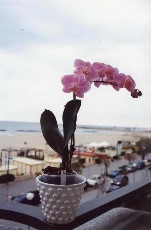 Phalfucsia1.jpg