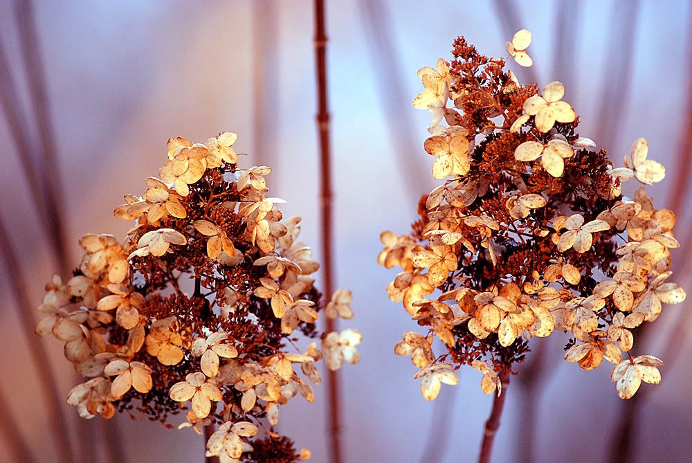 Hydrangea.jpg