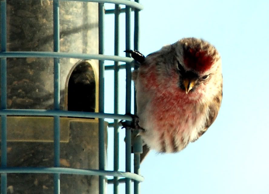 Redpoll.jpg