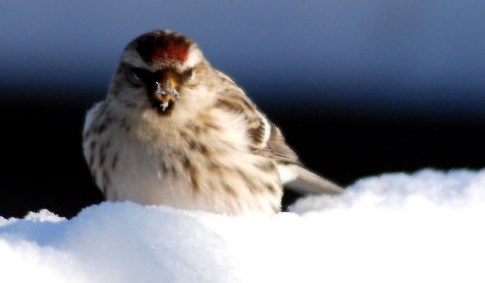 Redpoll2.jpg