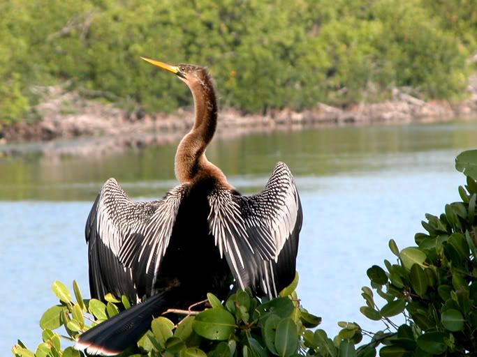 Anhinga.jpg