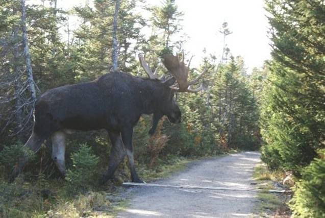 moose Pictures, Images and Photos