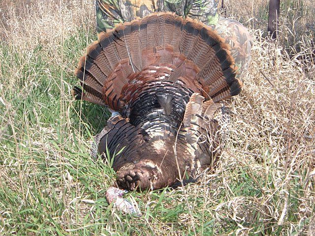 06Turkey3.jpg