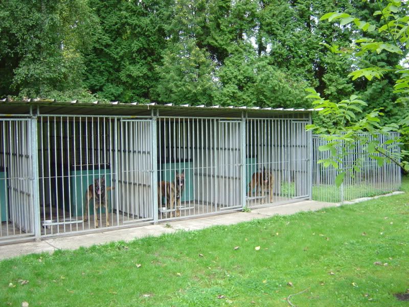 Finish on kennel run concrete Page 2 Working Dog Forum