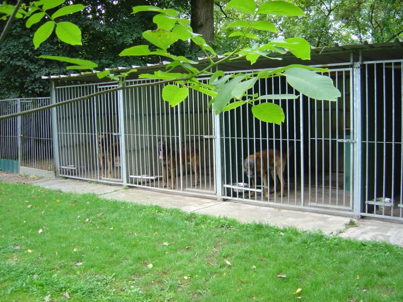 Finish on kennel run concrete Page 2 Working Dog Forum