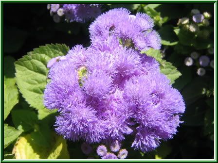 Image hosting by Photobucket