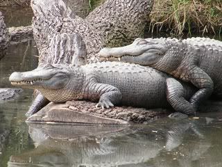 http://i26.photobucket.com/albums/c110/bridges46/Alligators.jpg