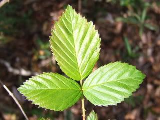 Sand Blackberry leaves Pictures, Images and Photos