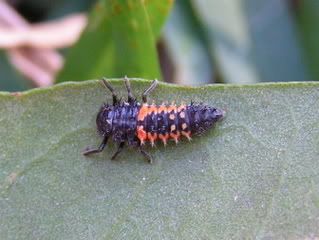 Ladybug larva Ladybug larva - photo courtesy photobucket