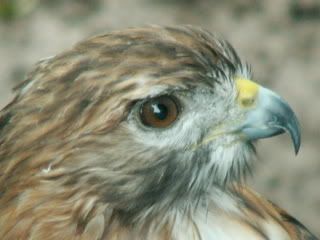 Red Tail Hawk Pictures, Images and Photos