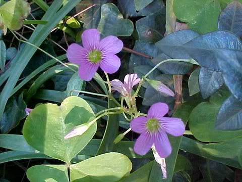 Violet Wood Sorrel Pictures, Images and Photos