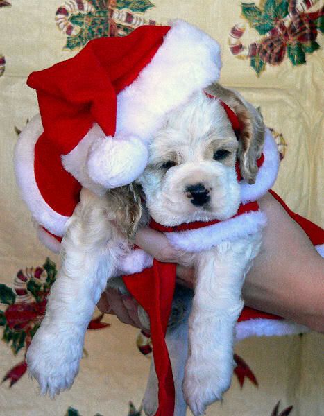 [img width=467 height=600]http://i26.photobucket.com/albums/c110/hakfreakstijn/Abbys2004Litter-DodgerChristmas.jpg[/img]