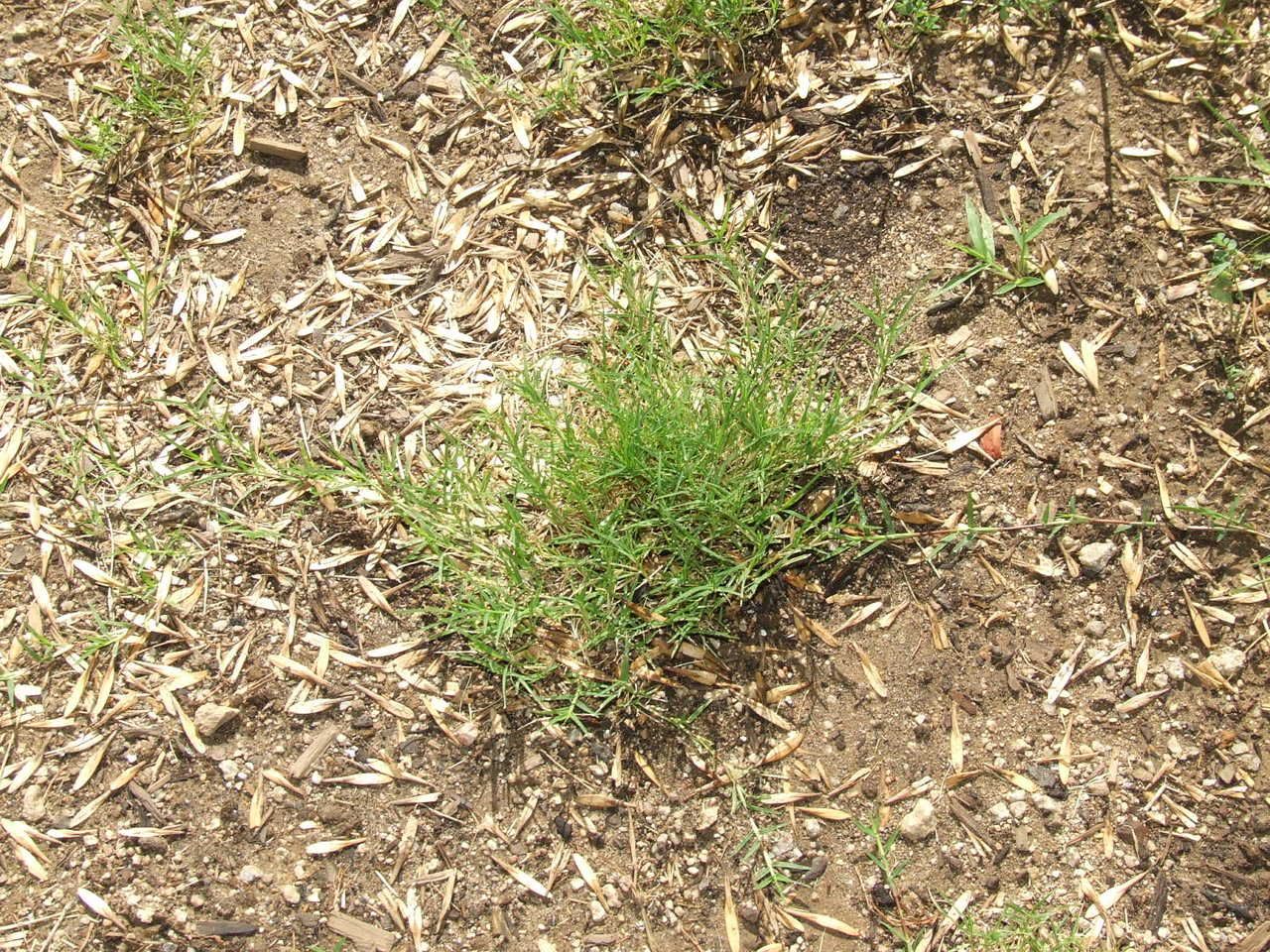 Bermuda Grass