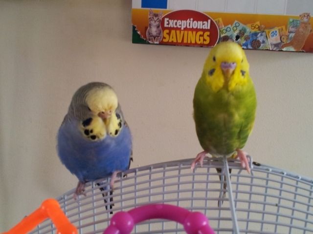 90267667-348d-4775-a4b3-26aa0abf005f_zps0a9ae984.jpg?1410932390124&1410932390764