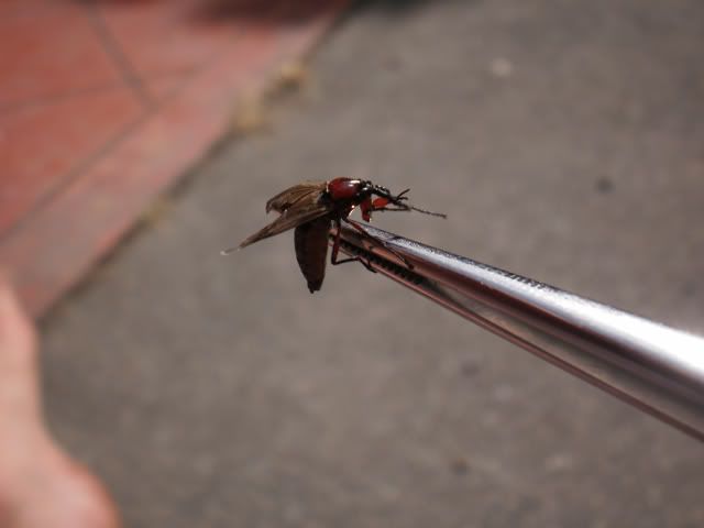 insect4.jpg