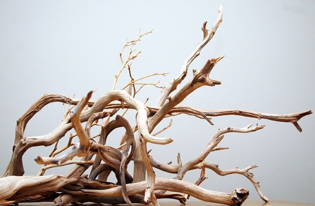 driftwood.jpg