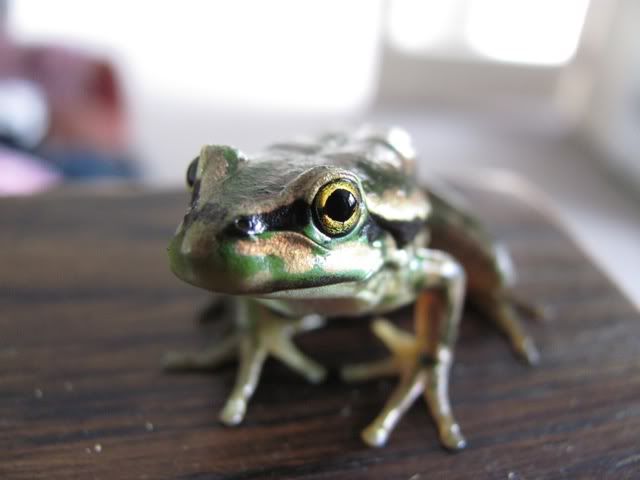 frog3.jpg