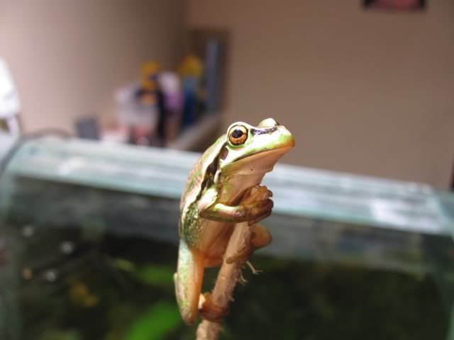 frog4.jpg