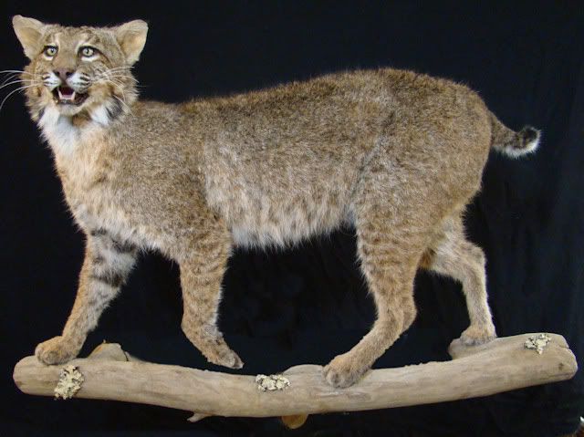 Arkansas Bobcat