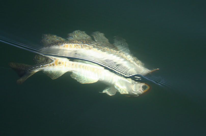gadus.jpg