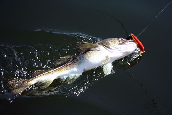 gadus2.jpg