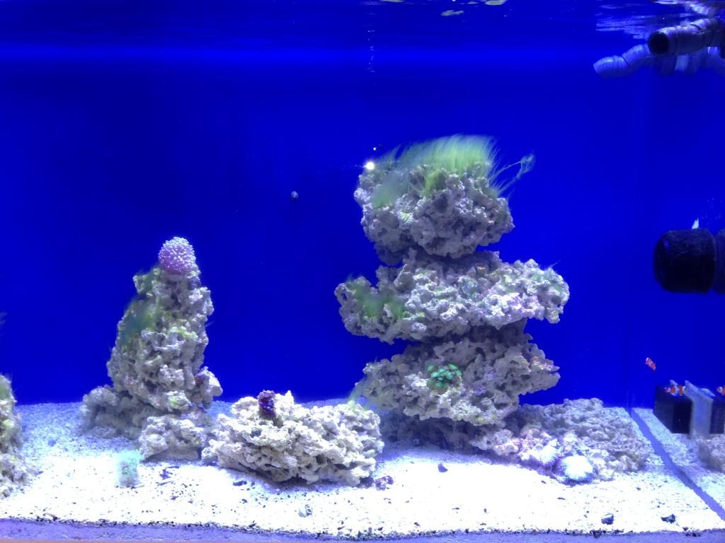 algae2_zps499c43c7.jpeg