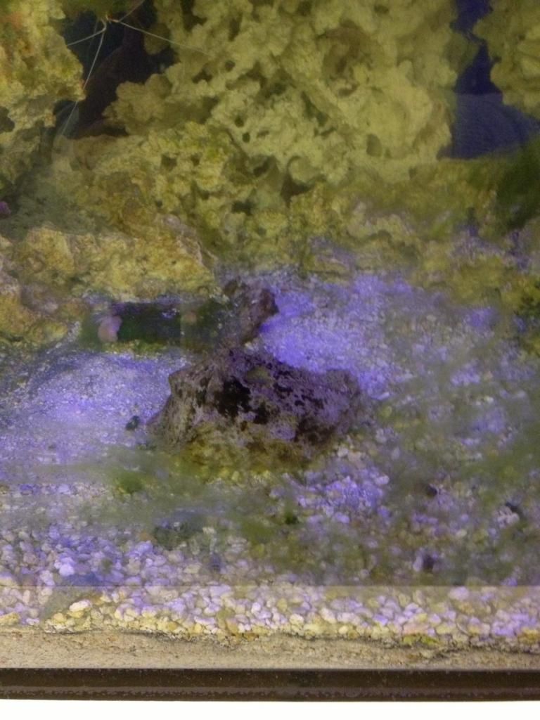 seahare.jpeg