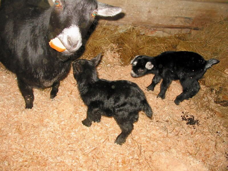 Jillis - Gremlin's a Daddy! - Goats